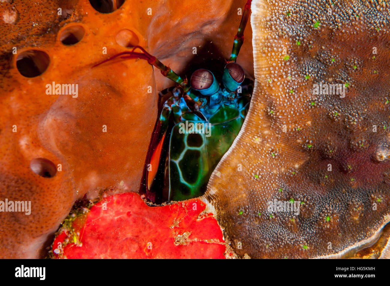 peacock mantis shrimp (Odontodactylus scyllarus), Bali, Indonesia Stock Photo