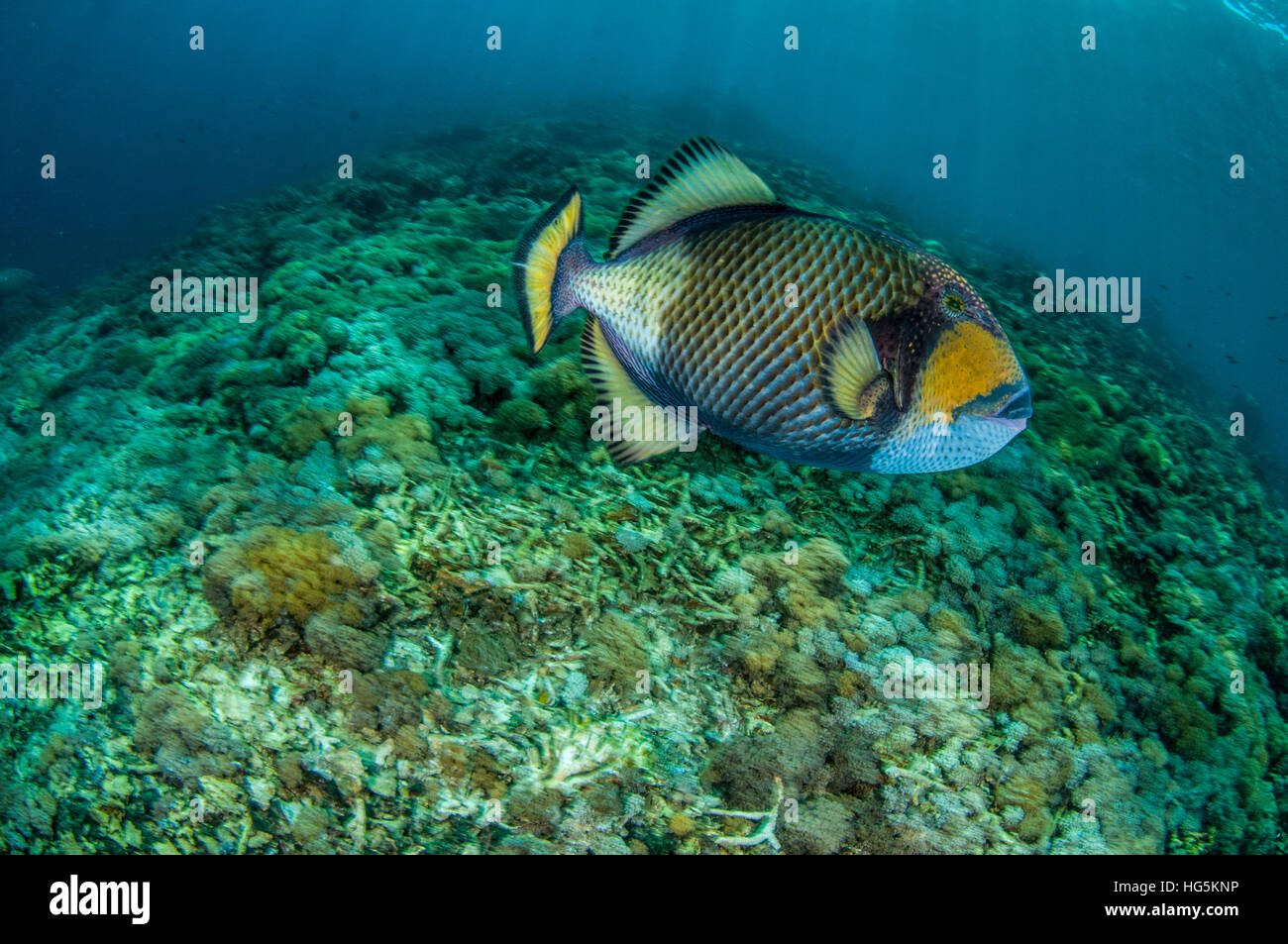 titan triggerfish (Balistoides viridescens) in Bali, Indonesia Stock Photo