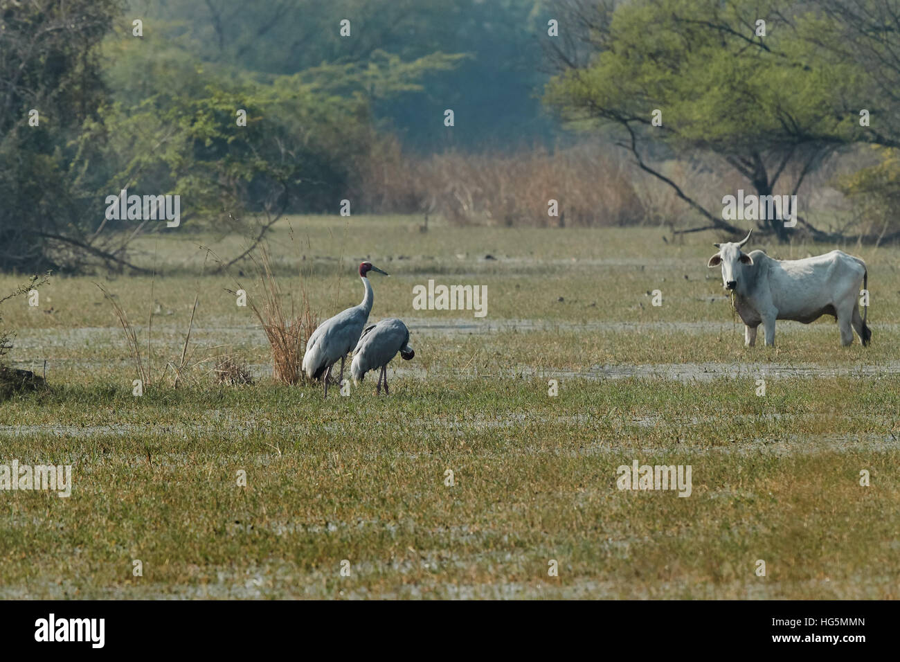 Beautiful couple of Sarus crane ( Grus antigone ) at Keoladeo National Park or Keoladeo Ghana National Park Stock Photo