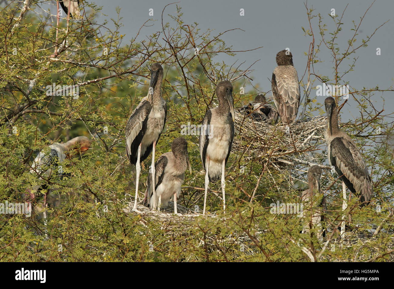 Nest colonial Of Painted Stork (Mycteria leucocephala) in nature. Stock Photo