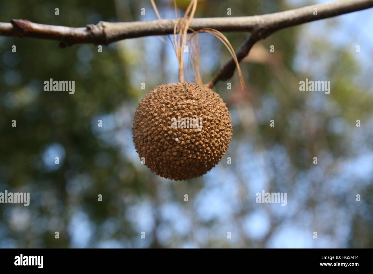 Sycamore tree seed pod Stock Photo - Alamy