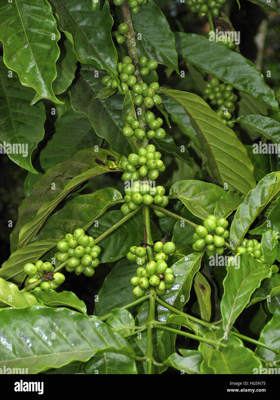 Coffee Beans, Eastern Kerala, India Stock Photo Alamy