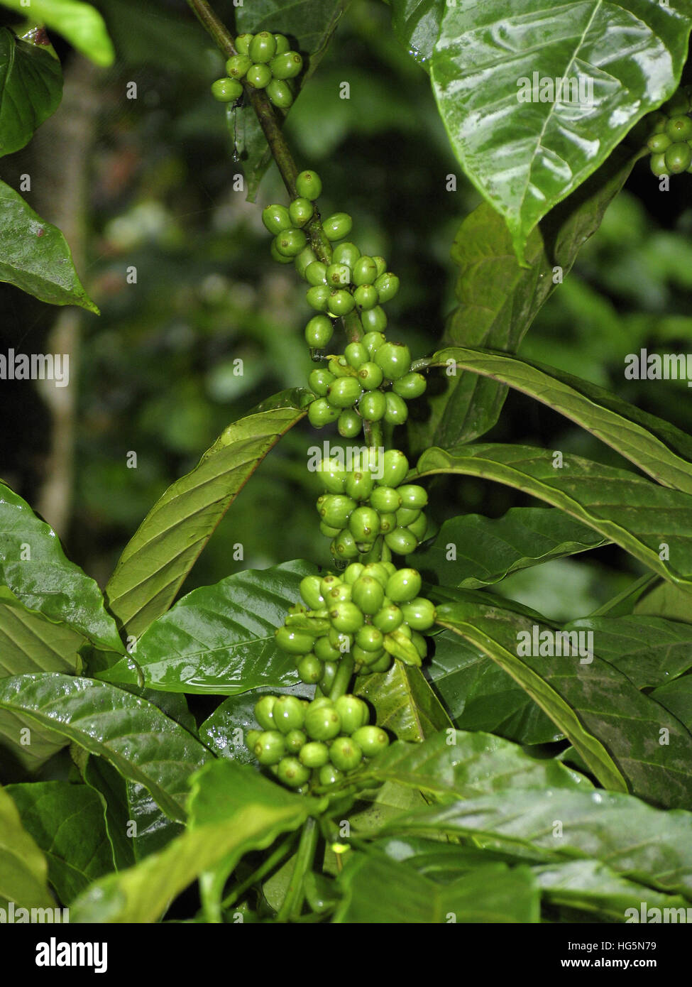 Coffee Beans, Eastern Kerala, India Stock Photo Alamy