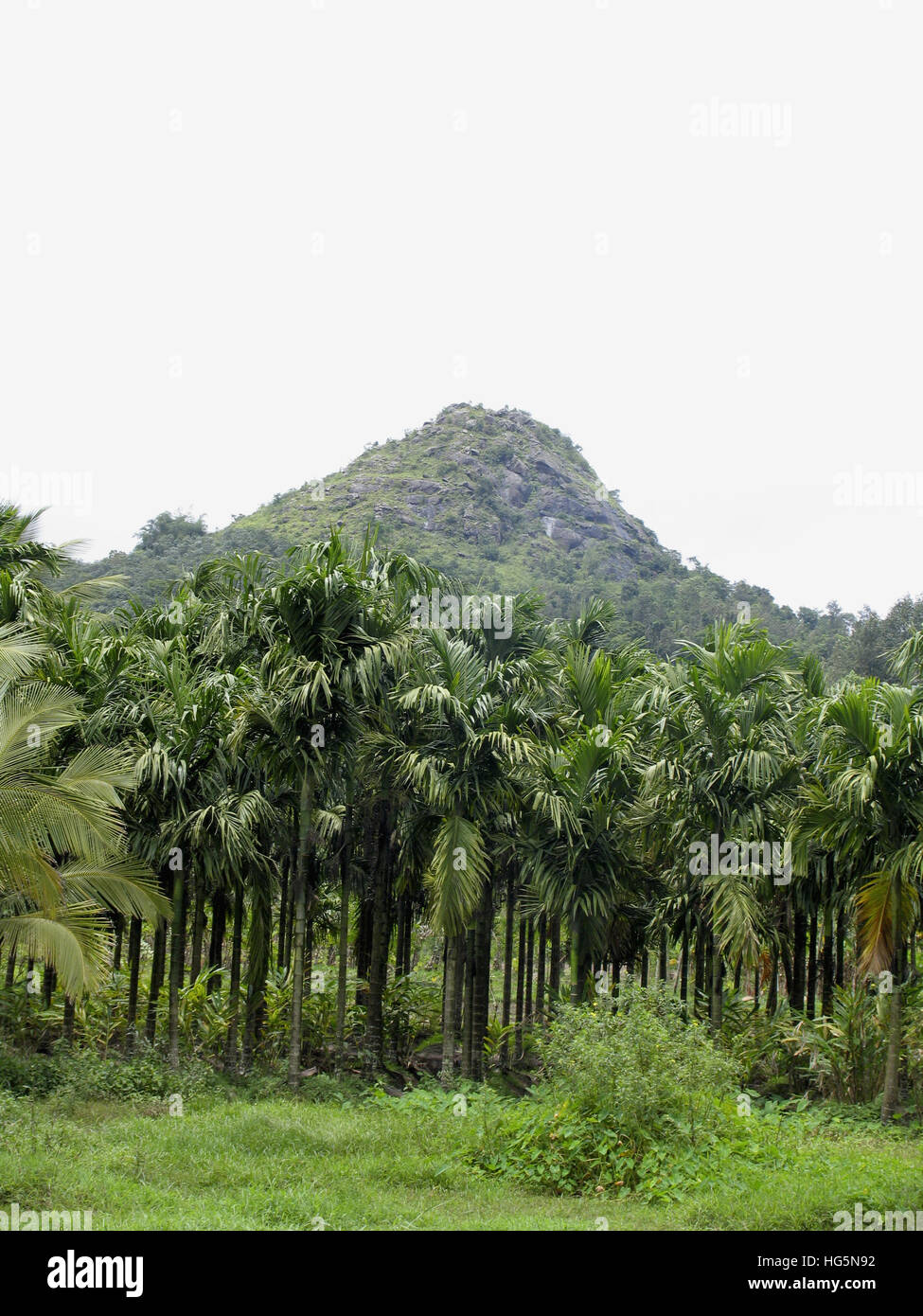 Areca plantation near Edakkal Caves, Kerala. India Stock Photo - Alamy