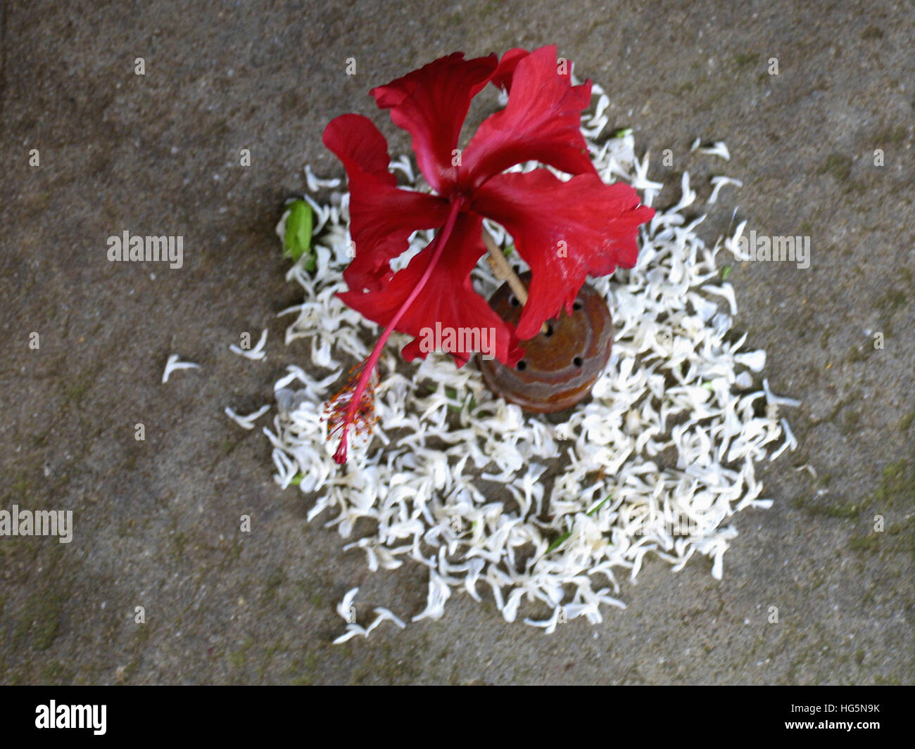 Flower carpets popularly known as Pookalam marks the onset of Onam Onam