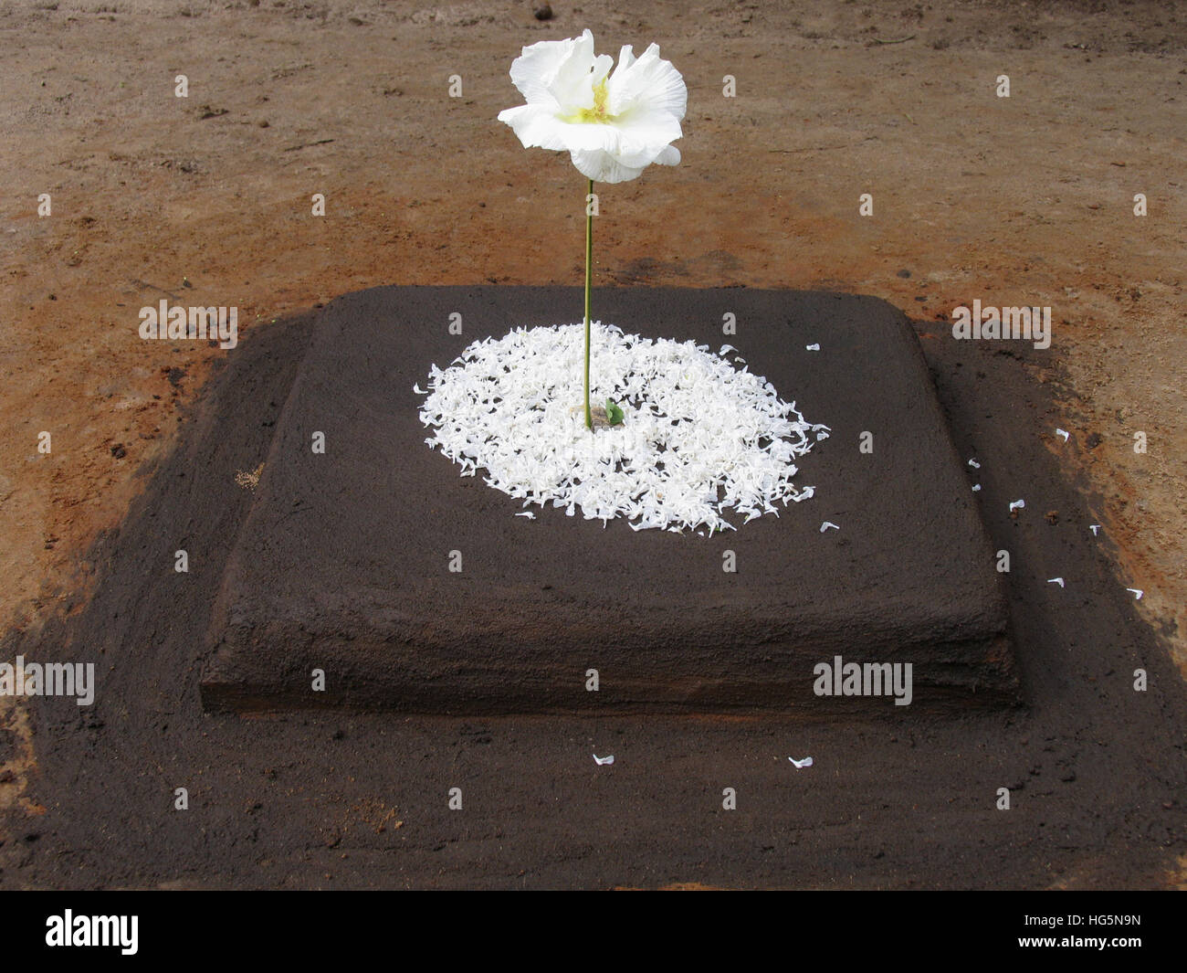 Flower carpets popularly known as Pookalam marks the onset of Onam Onam