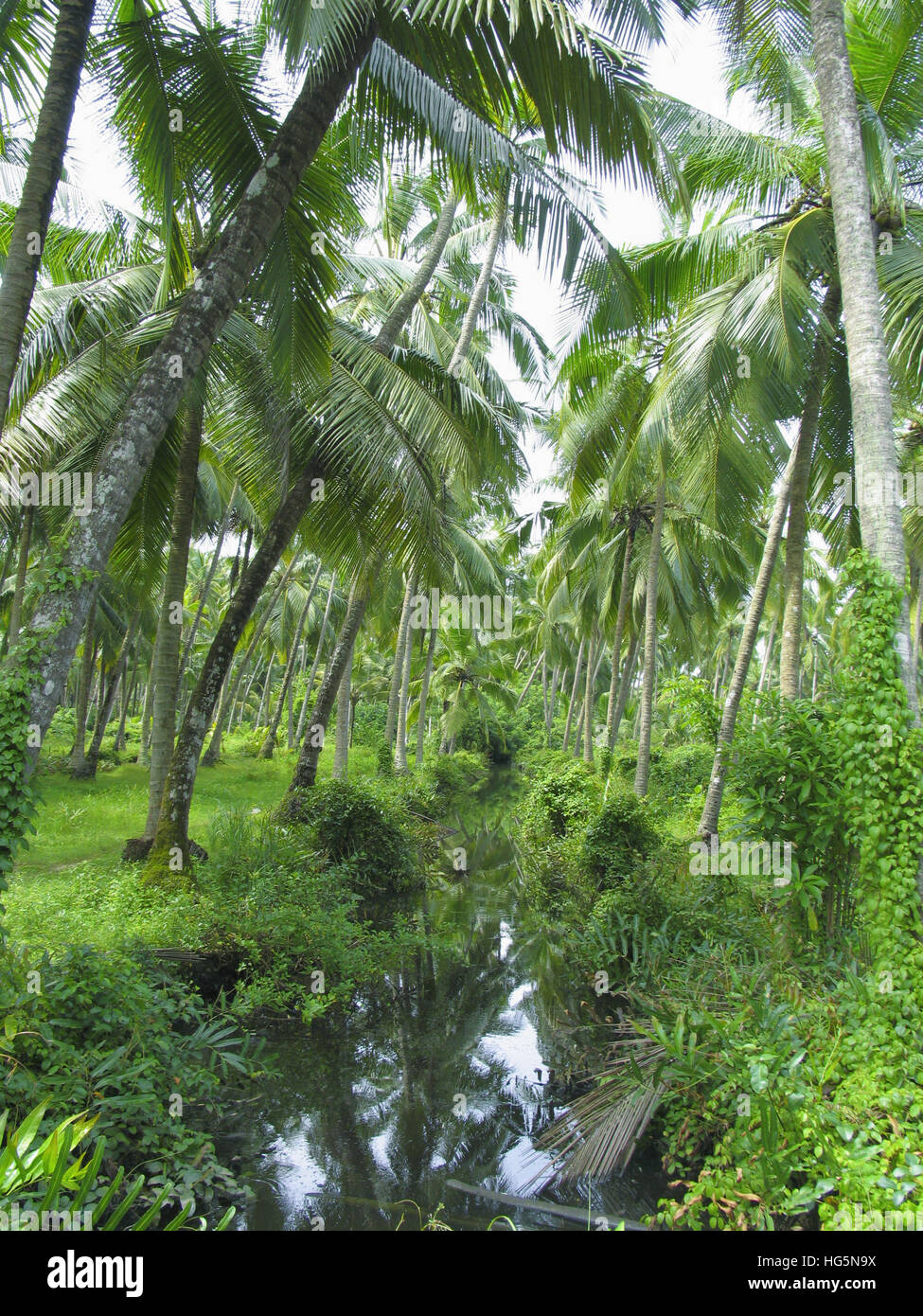 Coconut plantation kerala hires stock photography and images Alamy