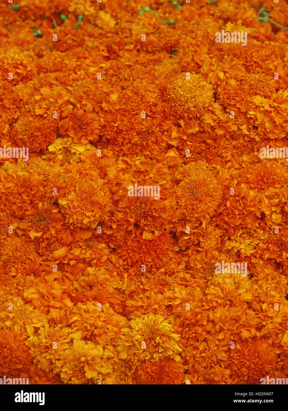 Orange Marigold flower Stock Photo