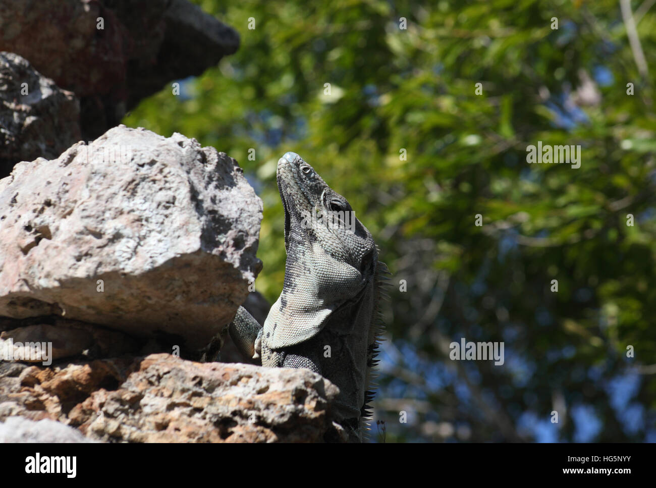 Iguana on top of Nohoch Mul pyramid (Coba, Mexico) Stock Photo