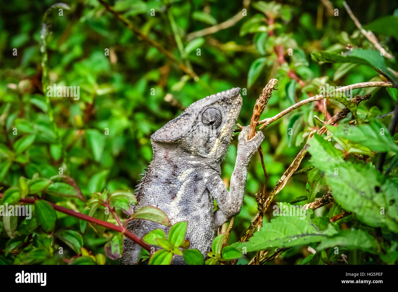 Small chameleon in the tropical madagascar rainforest Stock Photo
