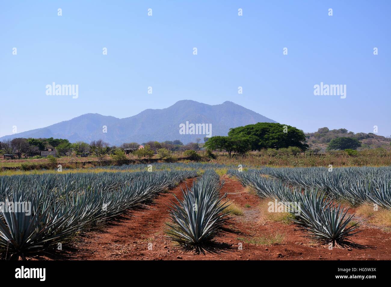 Tequila volcano hires stock photography and images Alamy