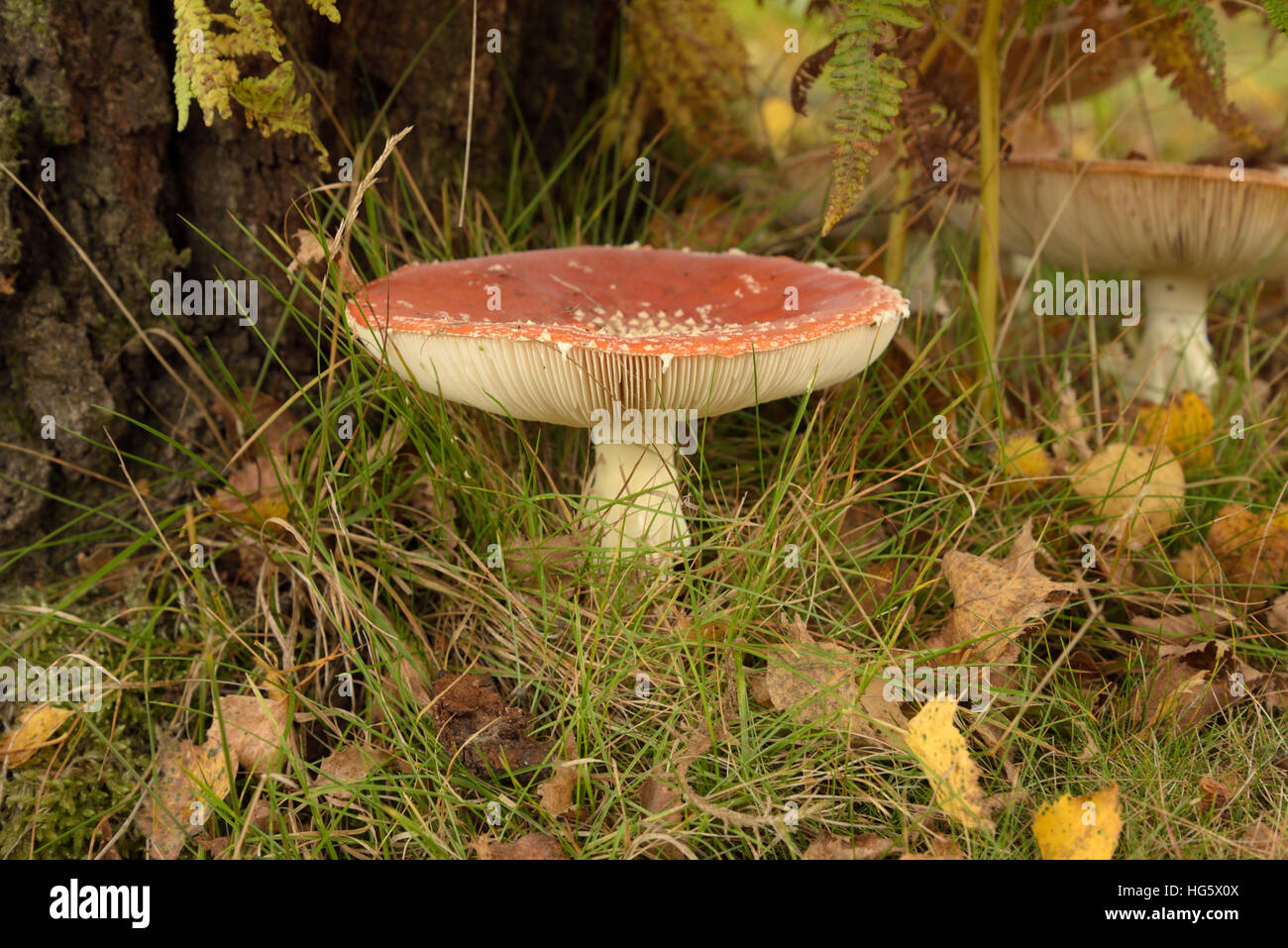 Fly Agaric, Amanita muscaria Stock Photo