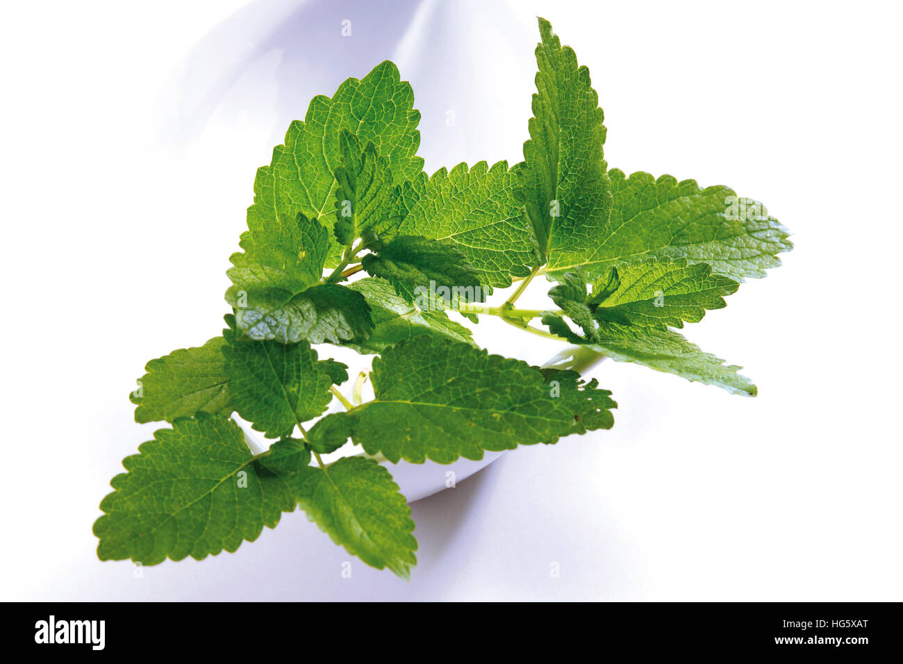 Lemon Balm (Melissa officinalis) leaves Stock Photo