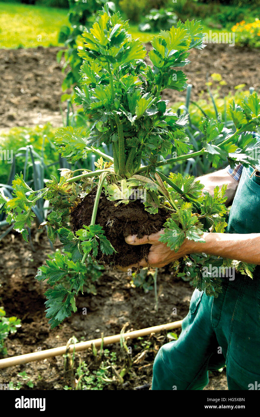 Gardener harvesting celery (Apium Stock Photo Alamy