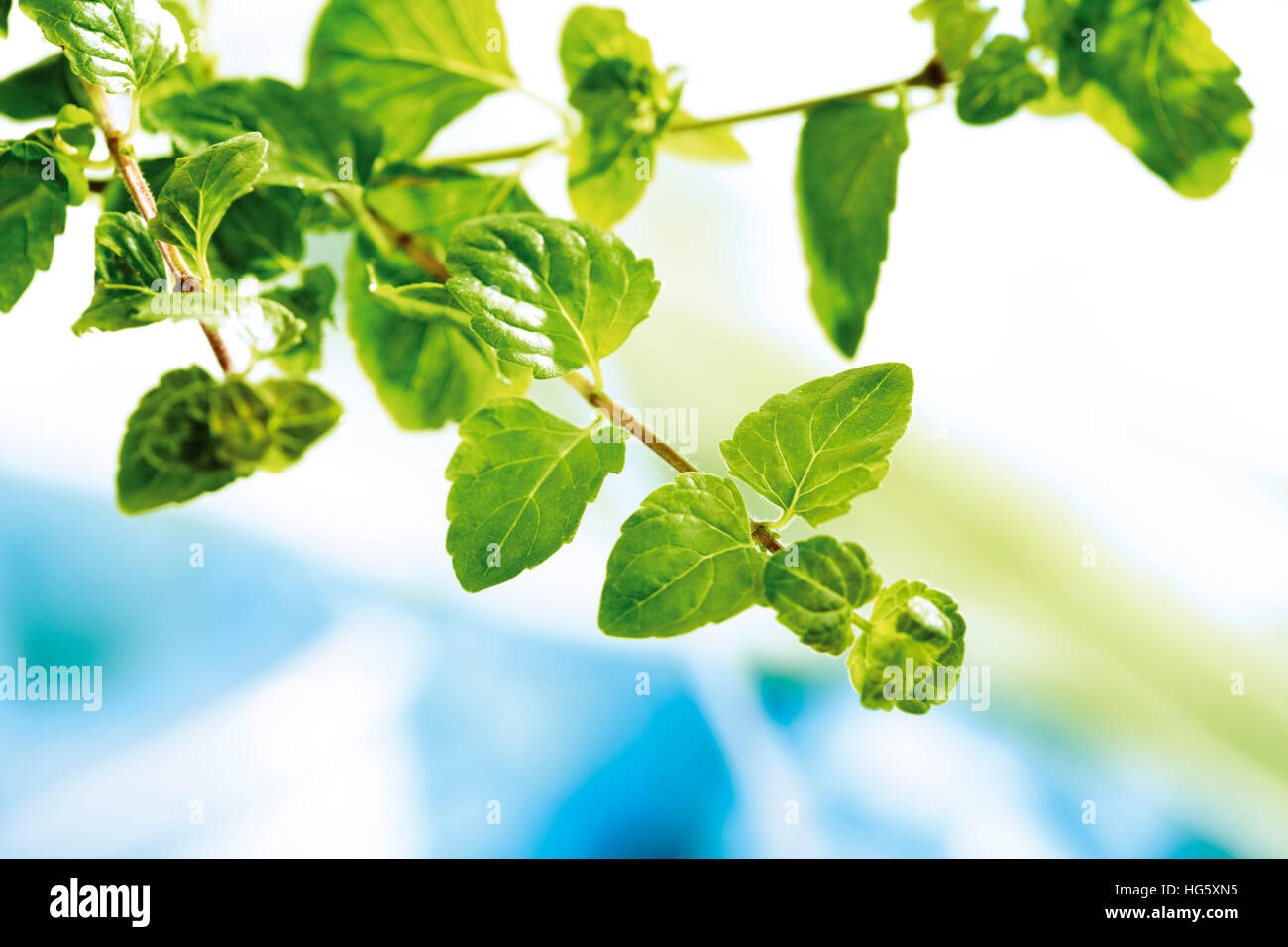 Indian Mint (Satureja douglasii Stock Photo Alamy
