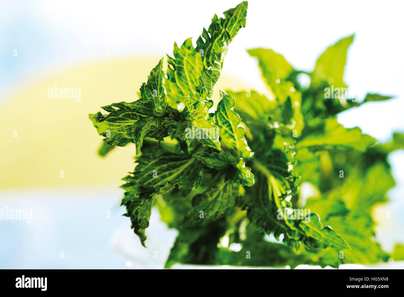 Spearmint variety (Mentha spicata var. crispata) Stock Photo
