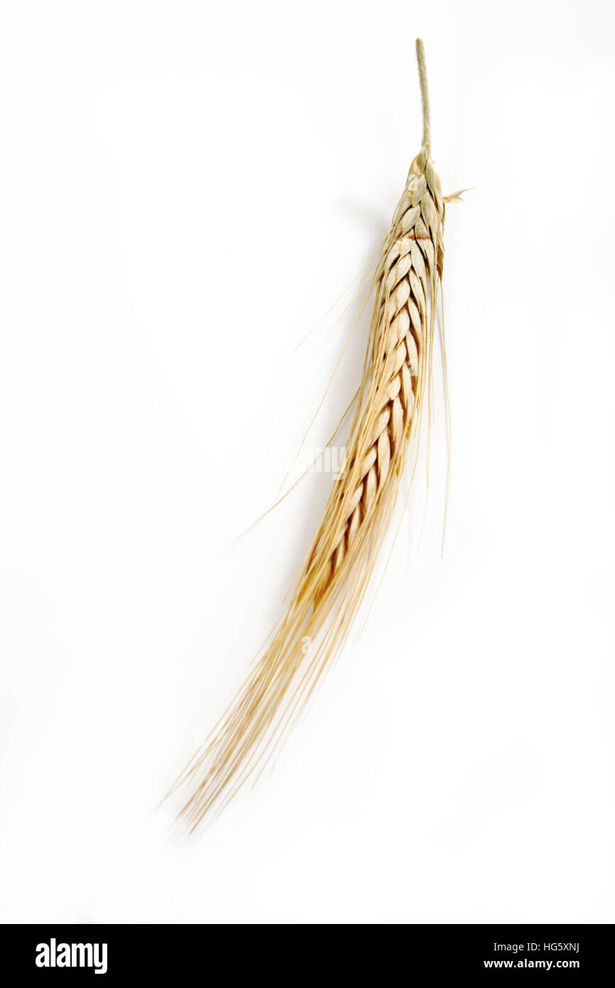 Barley spike (Hordeum vulgare) Stock Photo
