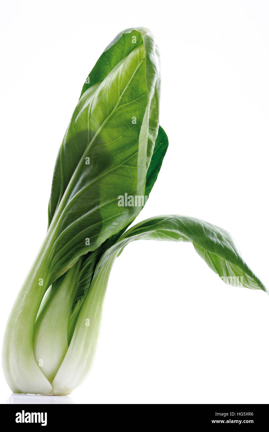 Bok Choy or Chinese Chard (Brassica chinensis) Stock Photo