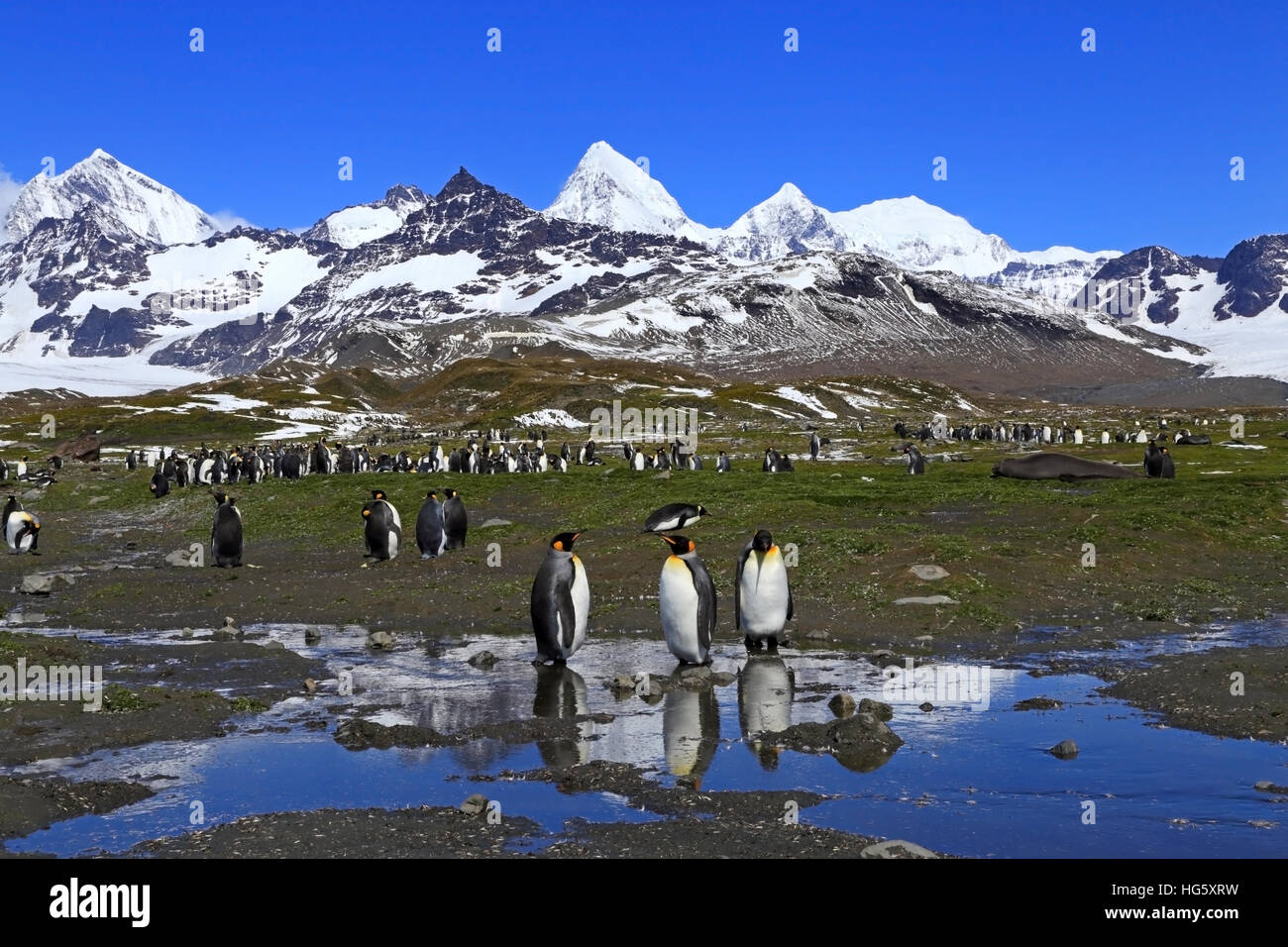 King Penguin Reflection Stock Photo