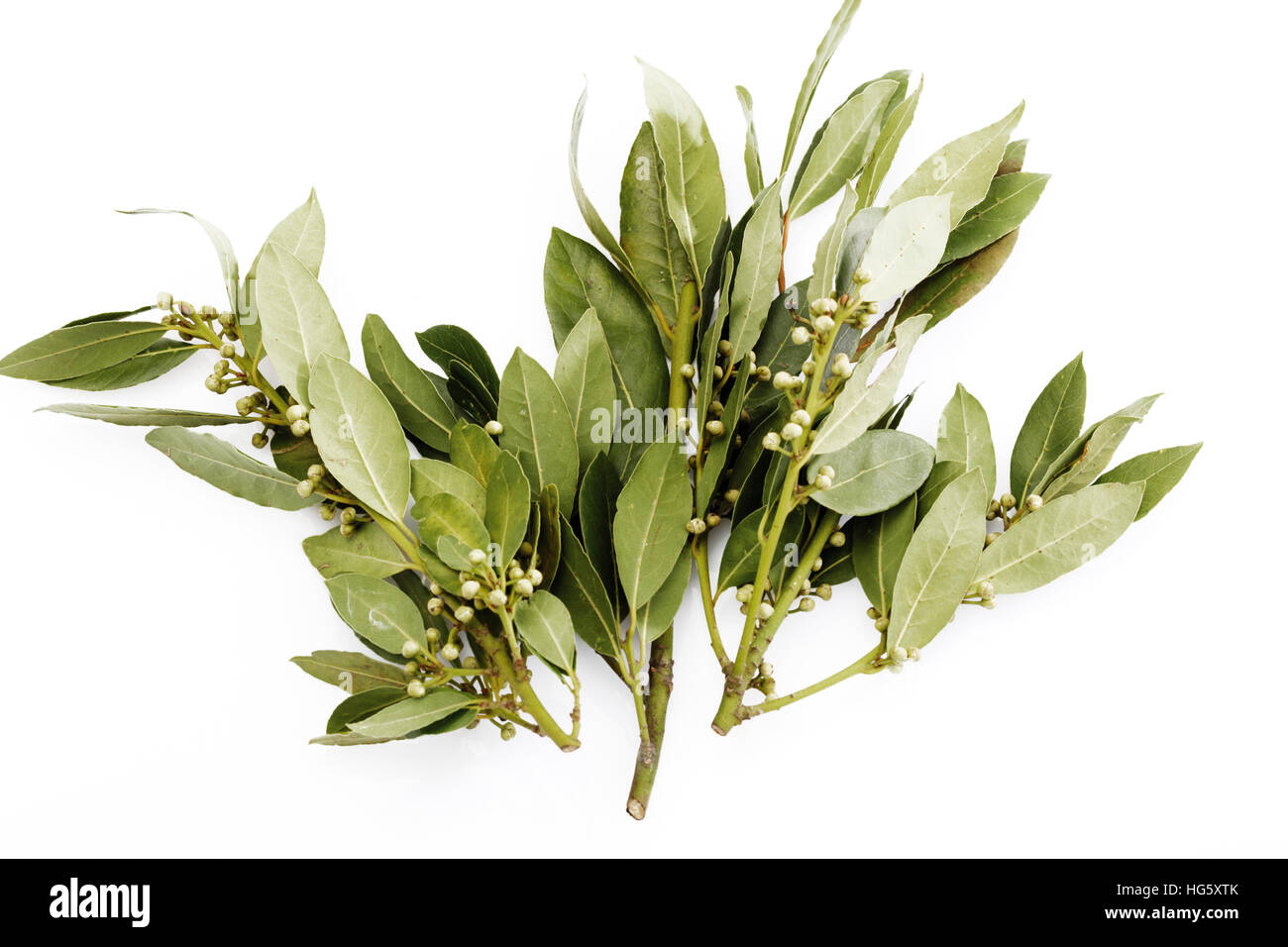 Bay leaves, Laurel leaves (Lauraceae Stock Photo Alamy