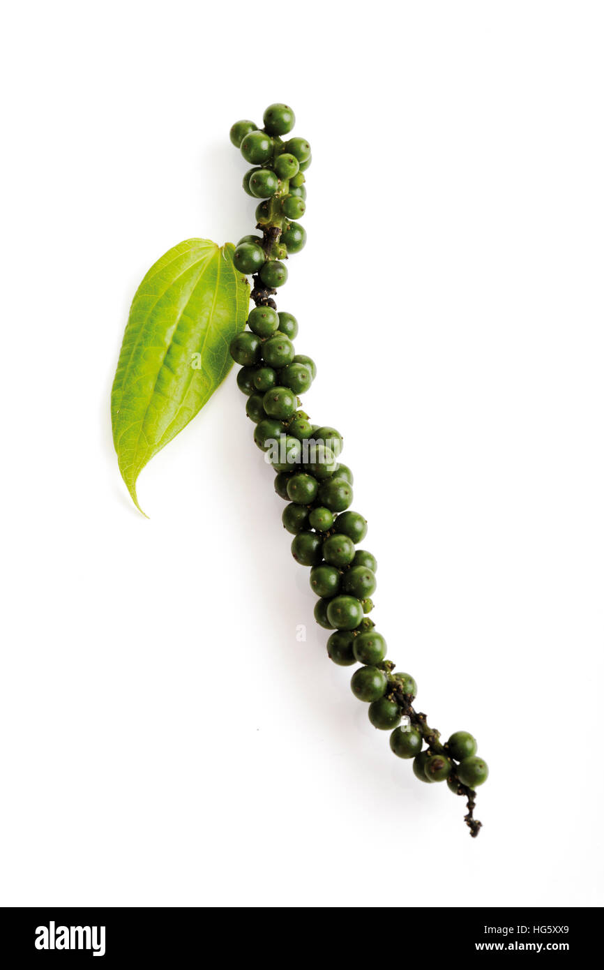 Green pepper (Piper nigrum) Stock Photo