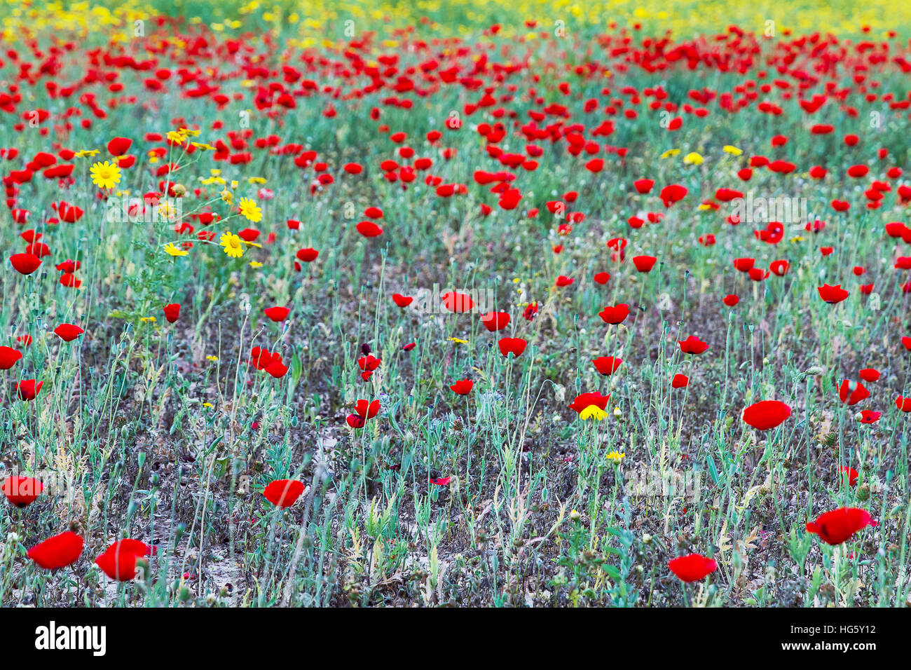 Wild red poppy and white daisy flowers in the meadow Stock Photo - Alamy