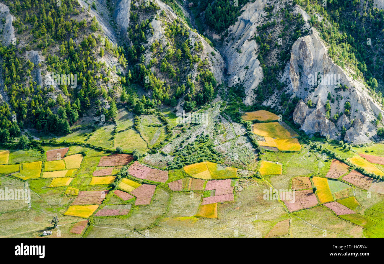 View on agricultural landscape with colorful buckwheat, millet and barley fields, Upper Marsyangdi valley , near Braga Stock Photo