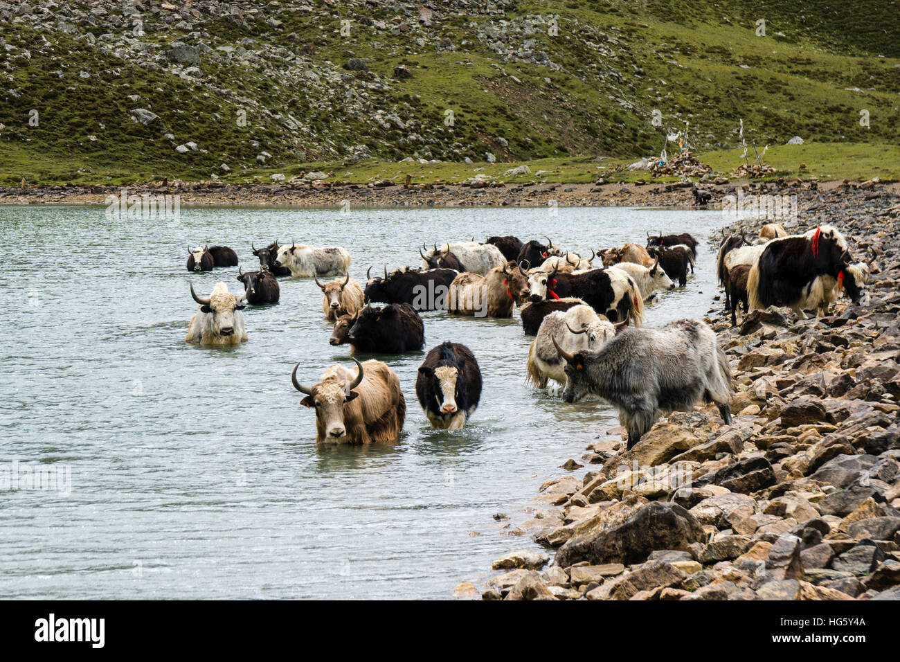 Herd of yaks (Bos mutus) taking bath, Ice Lake, Braga, Manang District, Nepal Stock Photo