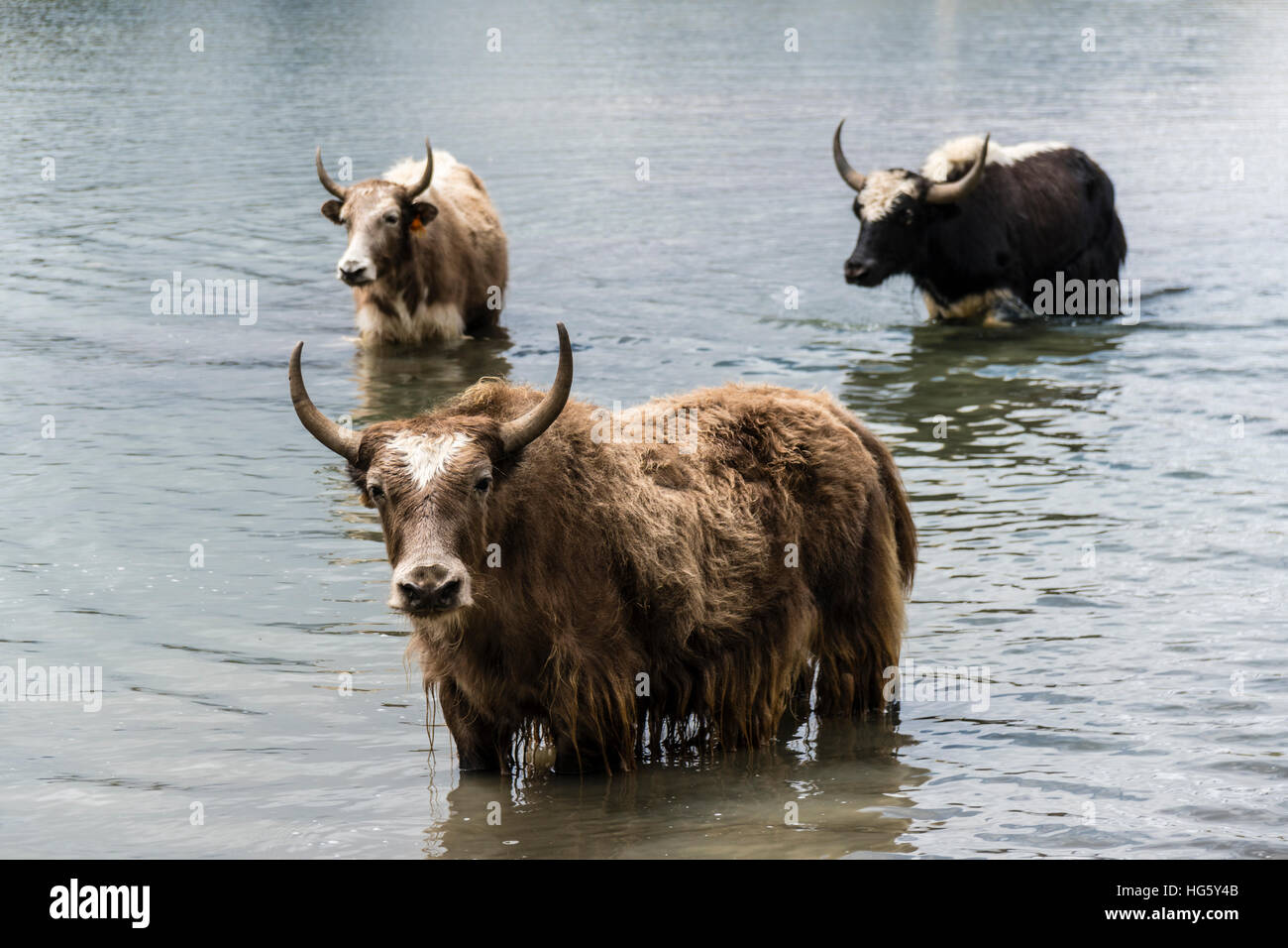 Yaks (Bos mutus) standing in water, Ice Lake, Braga, Manang District, Nepal Stock Photo