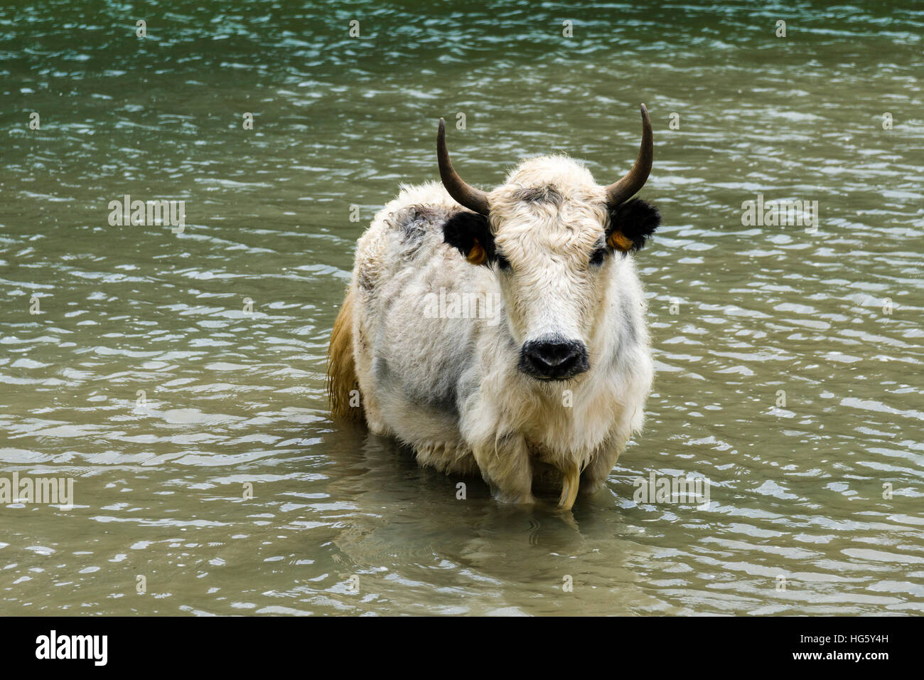 White yak (Bos mutus) standing in water, Ice Lake, Braga, Manang District, Nepal Stock Photo