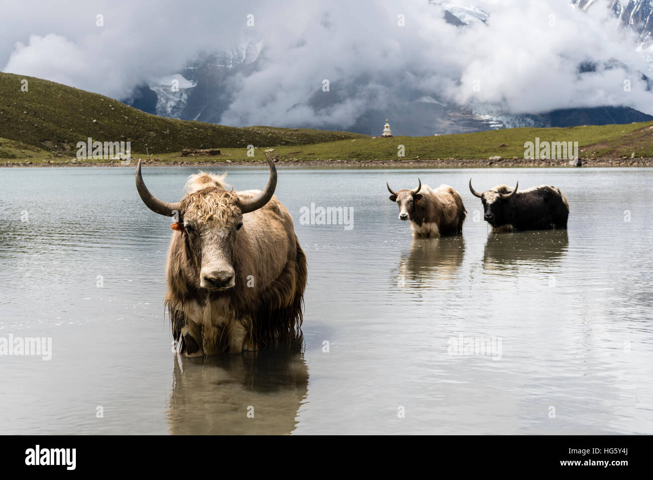 Yaks (Bos mutus) standing in water, Ice Lake, Braga, Manang District, Nepal Stock Photo