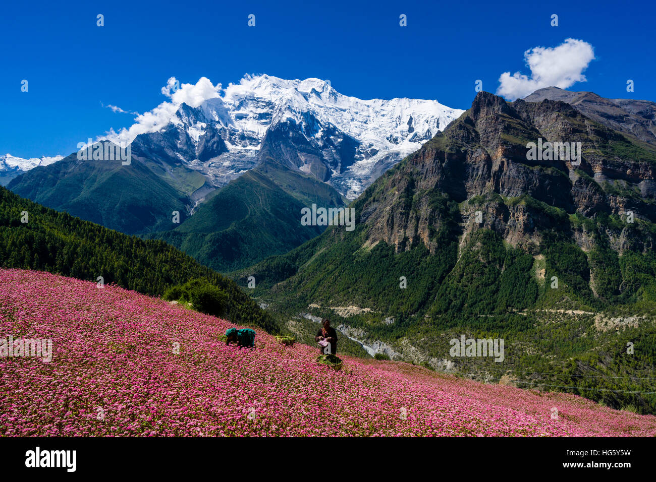 Farmhouse with pink buckwheat fields in blossom, Upper Marsyangdi valley, mountain Annapurna 2 in distance, Ghyaru Stock Photo