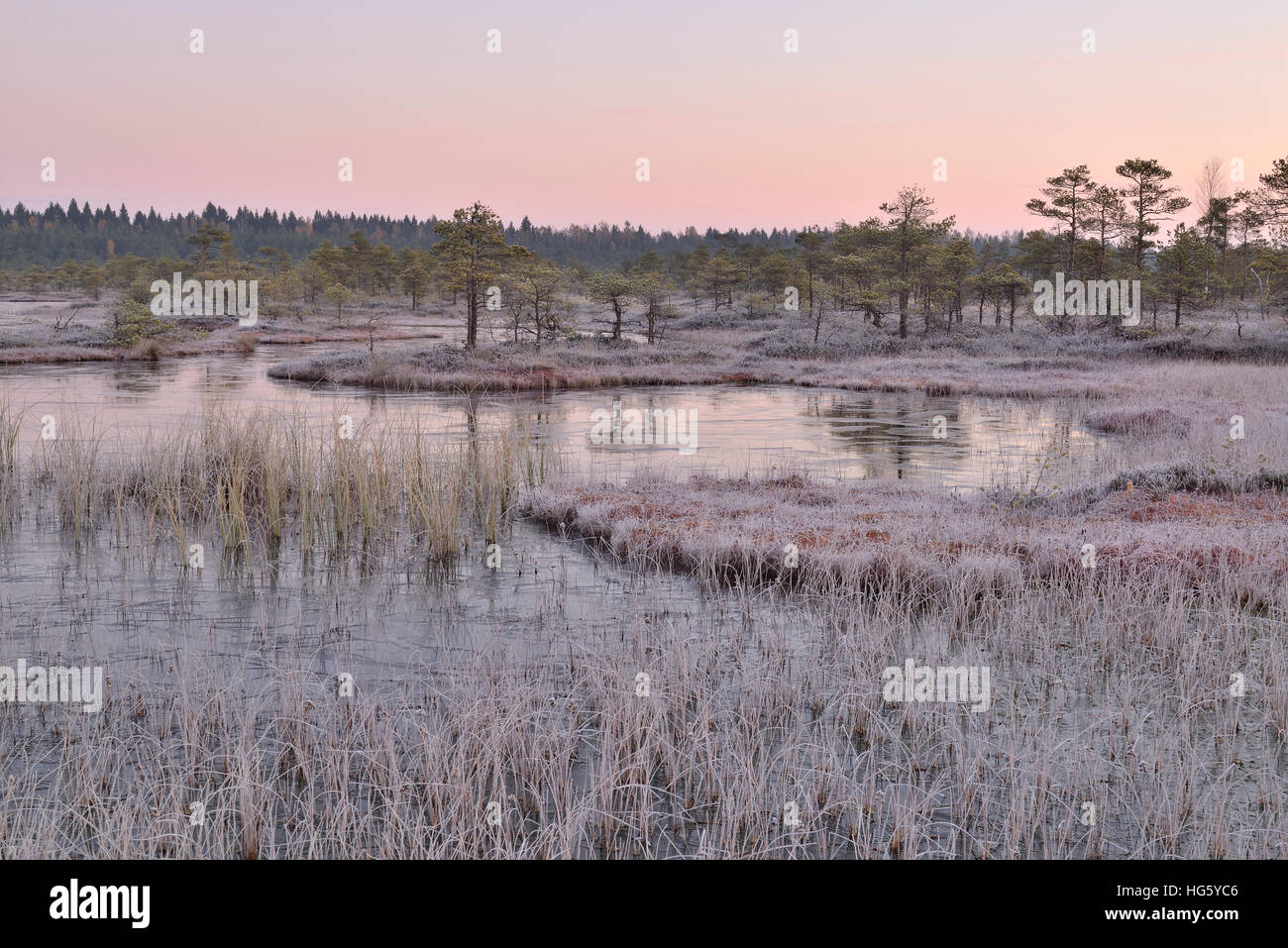Frosty morning in the swamp, Estonia Stock Photo