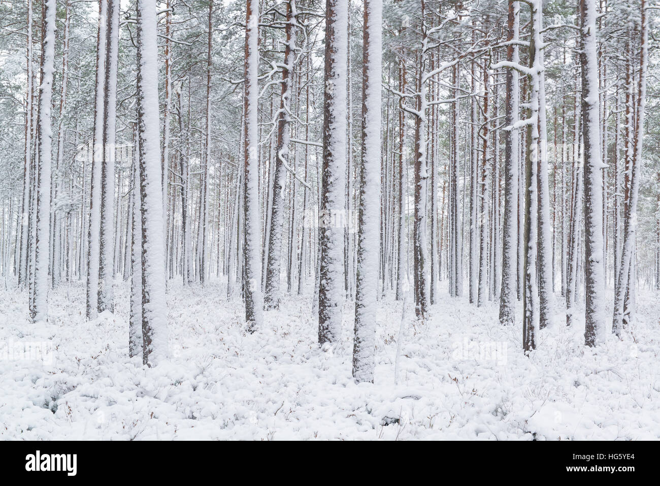 Snowy pine forest after the blizzard Stock Photo
