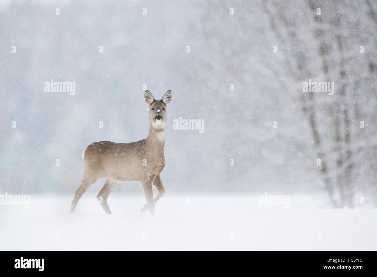 Roe deer in snowfall Stock Photo