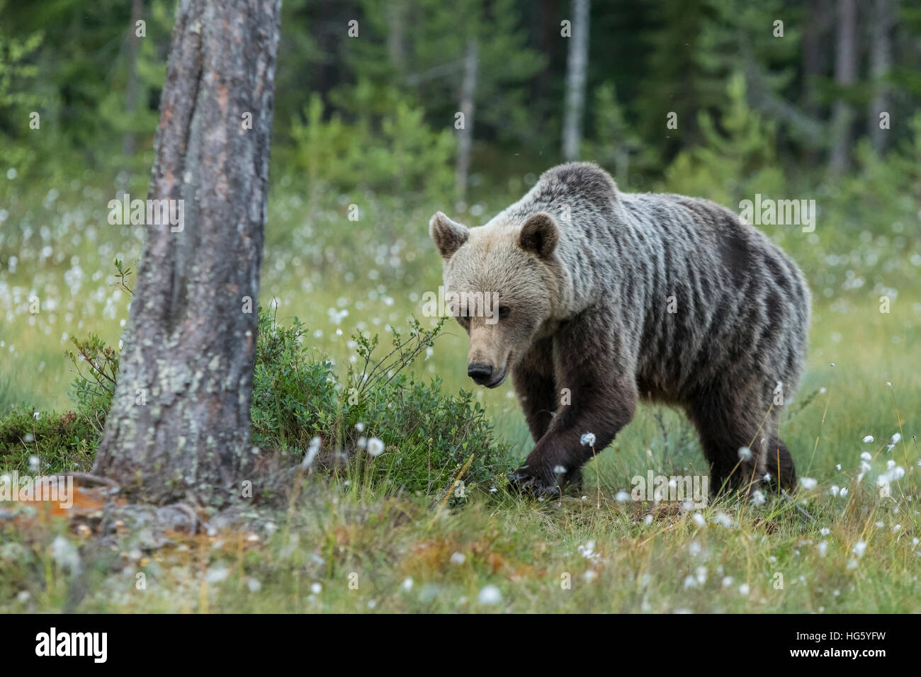 Brown bear walking in the taiga forest, Finland, Karelia Stock Photo