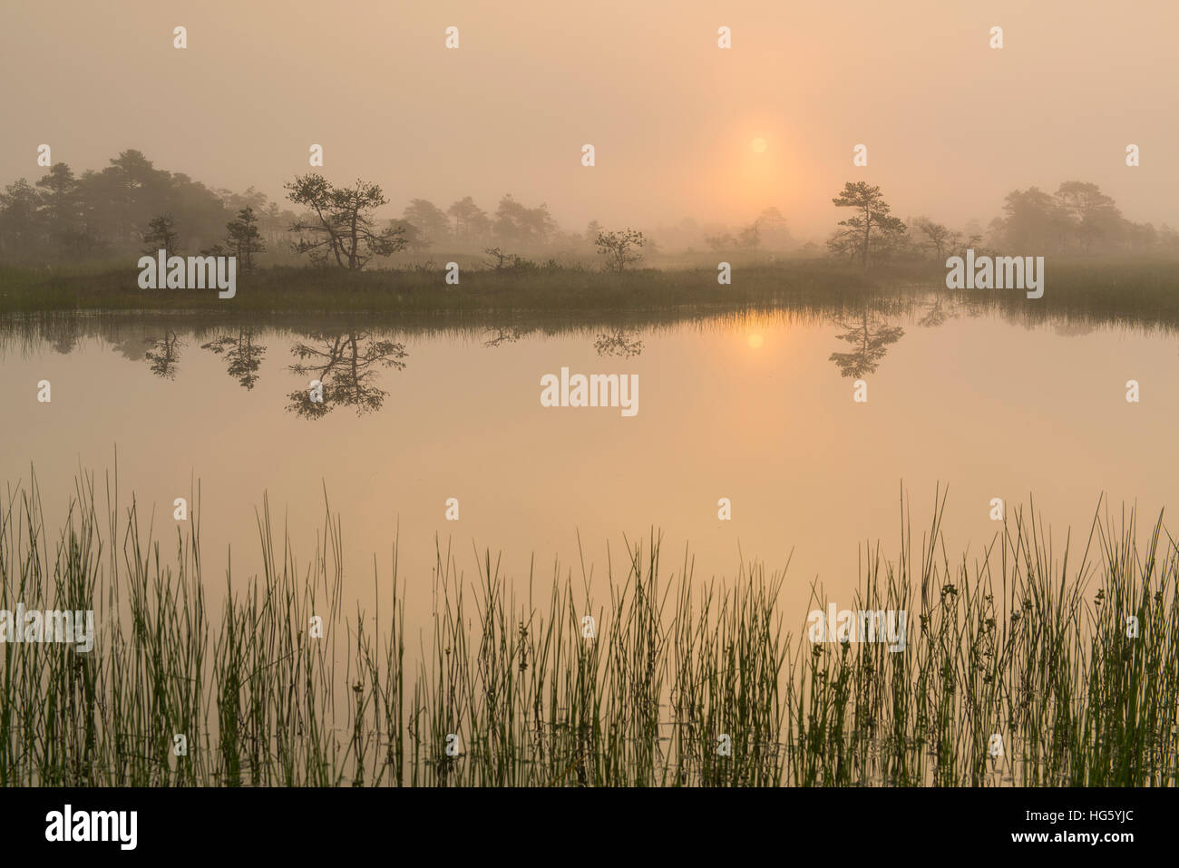 Sunrise at the swamp lake Stock Photo