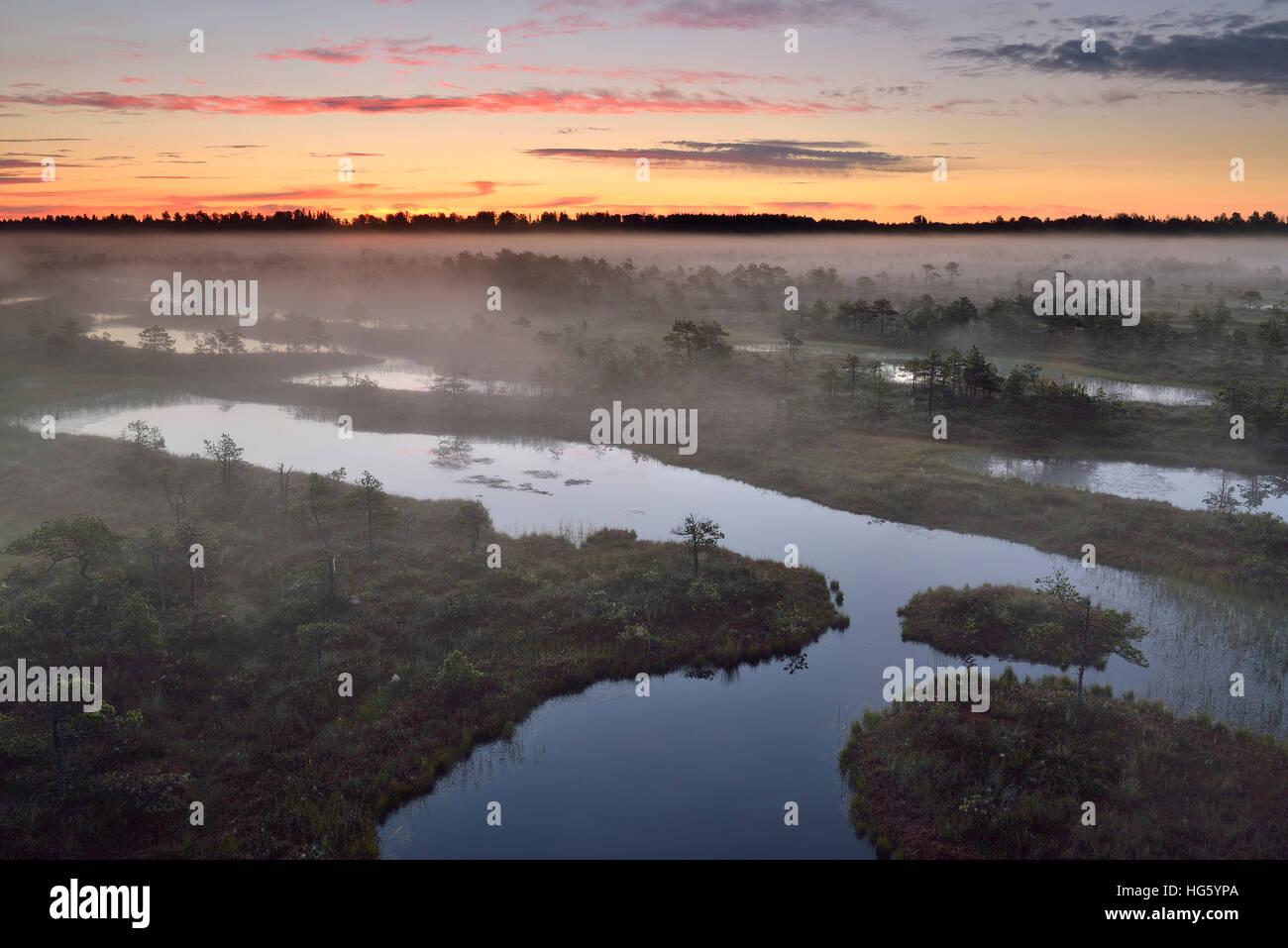 Misty summer morning in the bog before the sunrise, Estonia Stock Photo