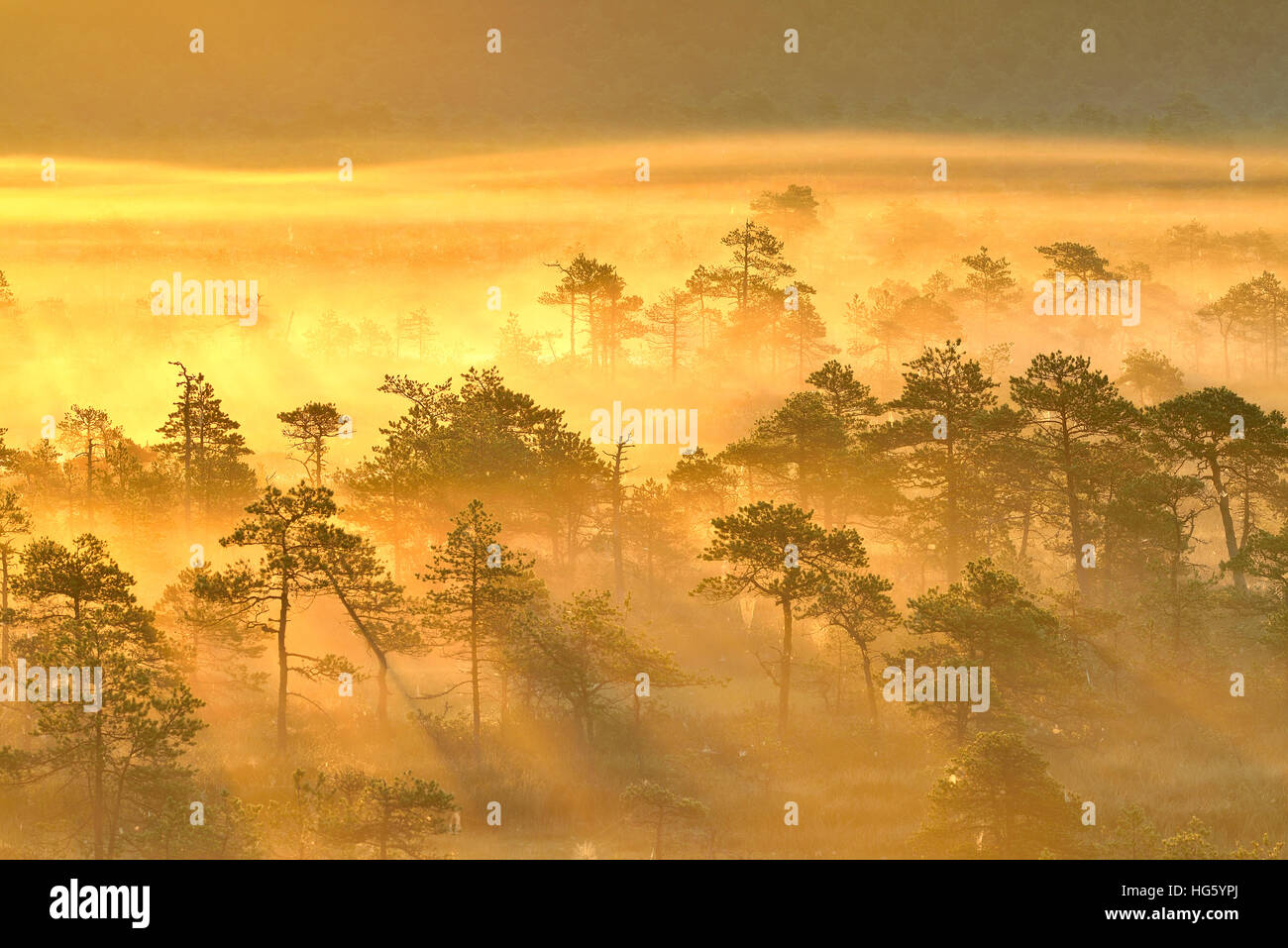 Golden light in the misty pine forest in the bog at sunrise Stock Photo