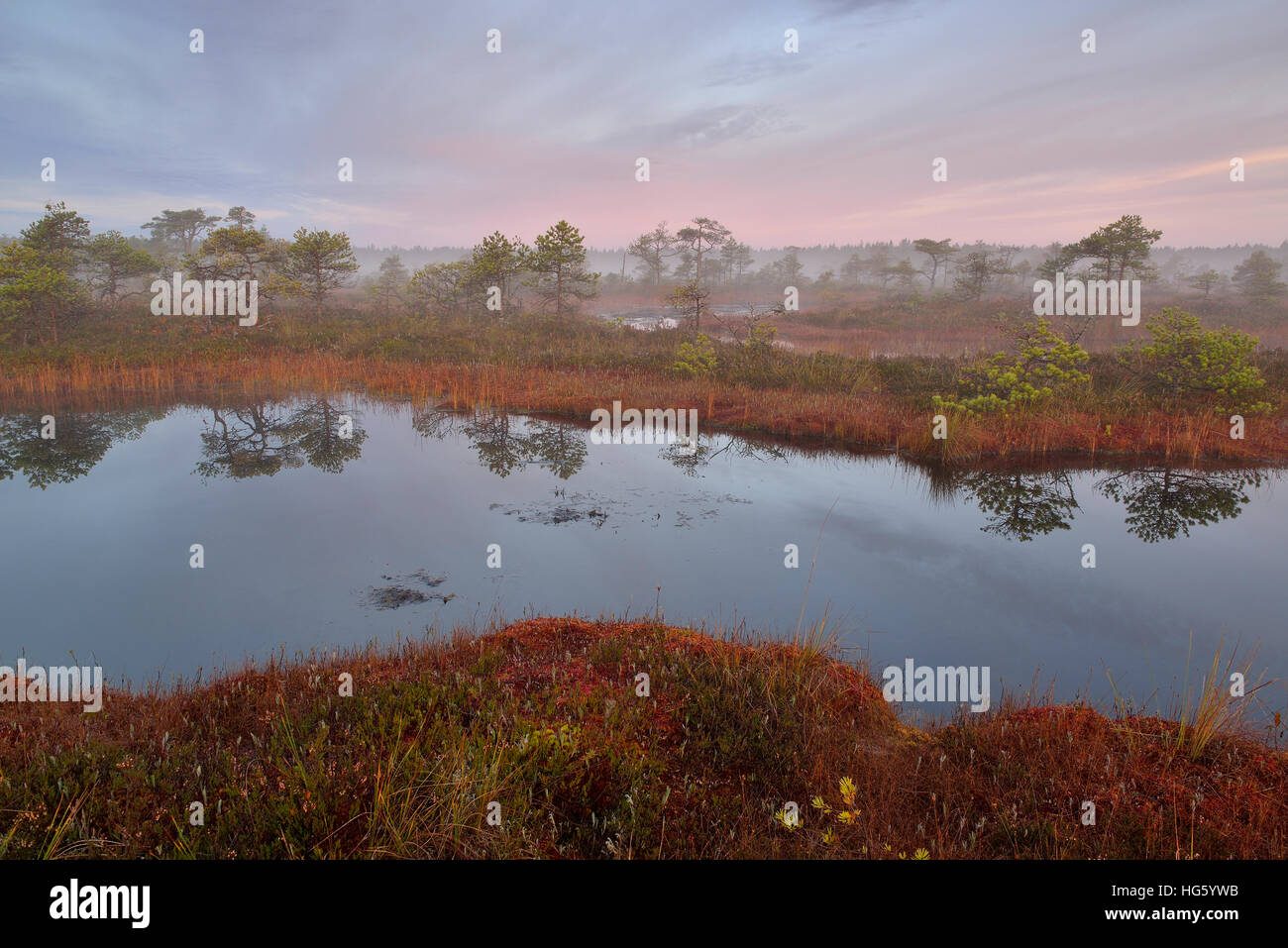 Autumn morning in the bog Stock Photo