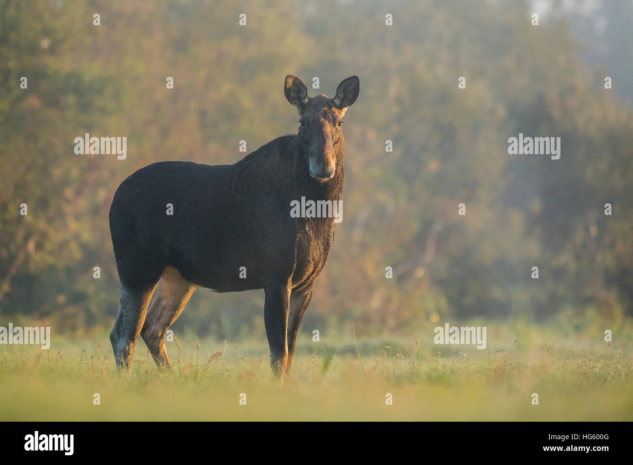 Moose cow Stock Photo