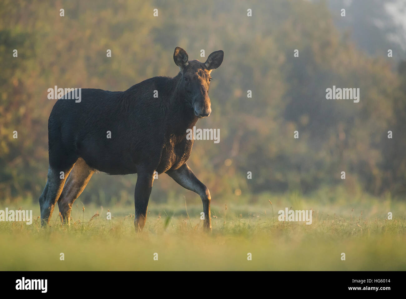 Moose cow walking on the grassland at sunrise Stock Photo