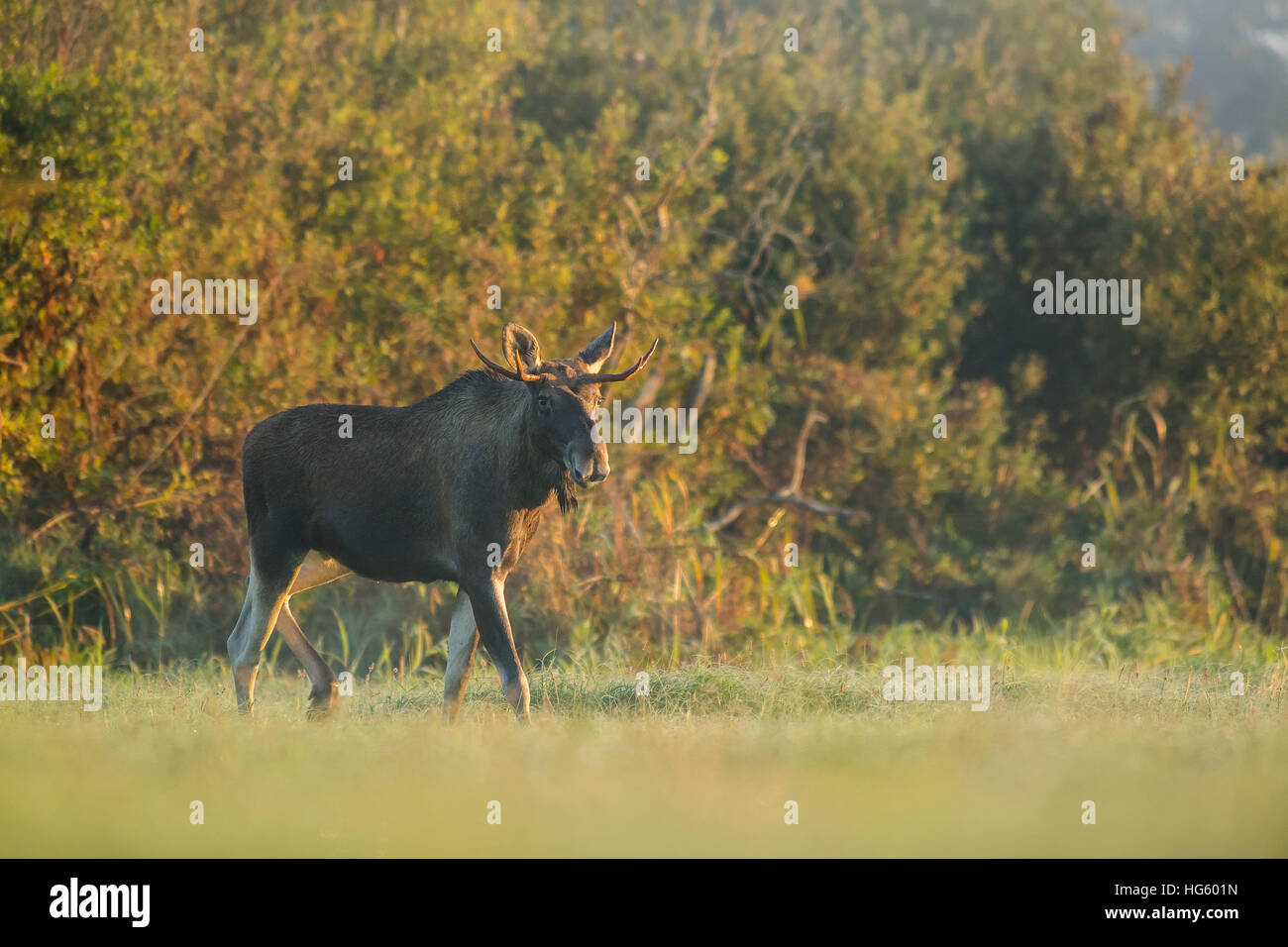 Male moose on the meadow during the rut season Stock Photo