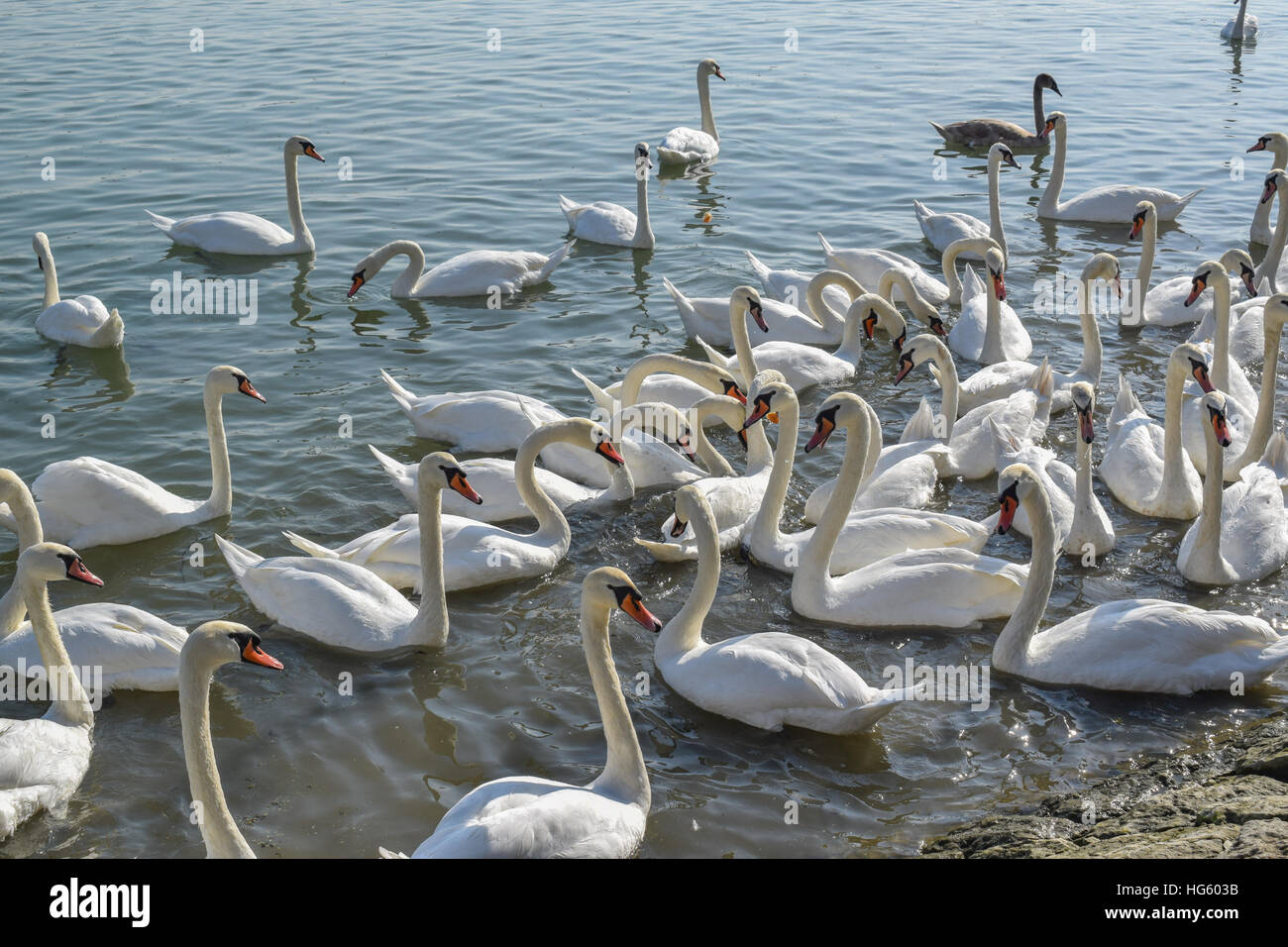 Swarm of white swans on the river on a beautiful sunny morning Stock Photo