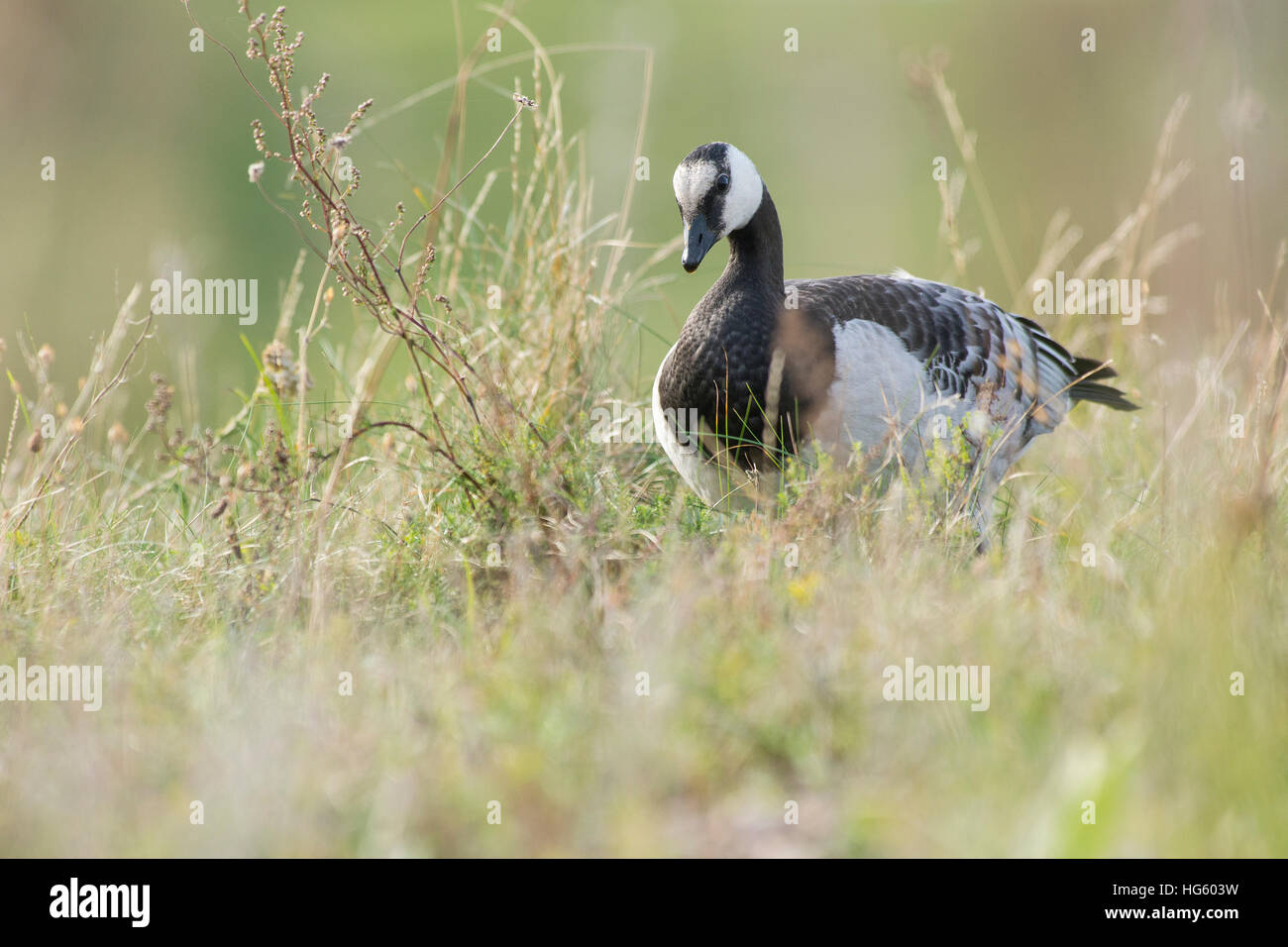 Barnacle goose in the grass Stock Photo