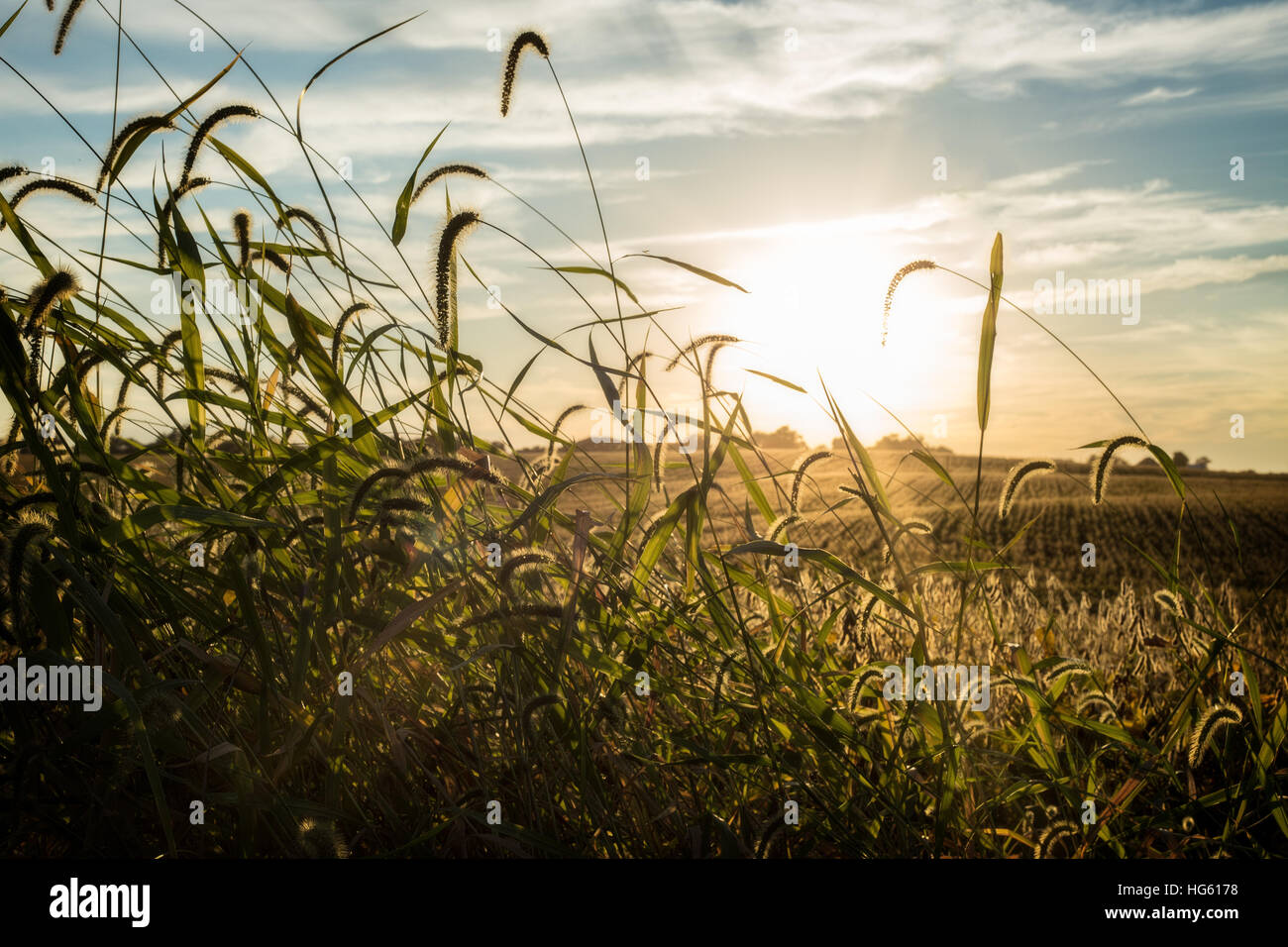 Soybean crop usa hi-res stock photography and images - Alamy