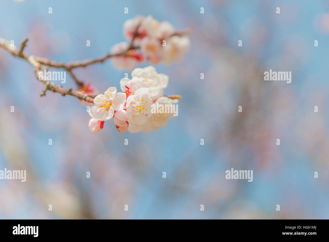 Pink cherry blossoms on a branch close-up Stock Photo - Alamy