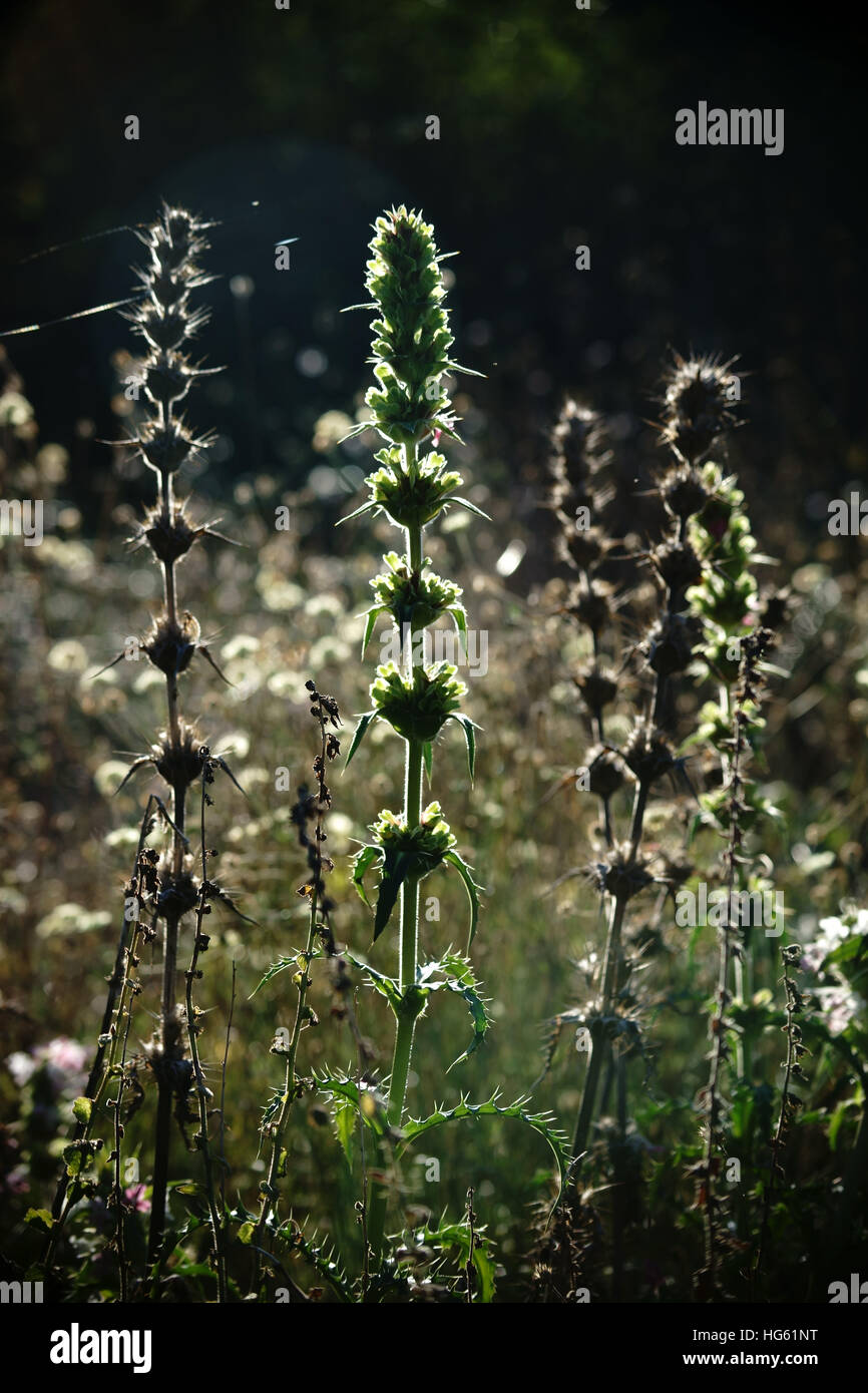 Morina thistle Stock Photo