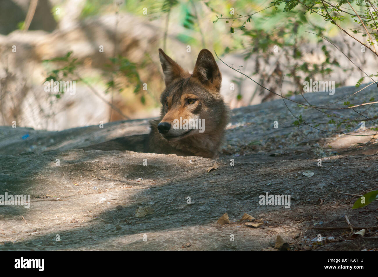 Wolves In India Indian wolf prey hi-res stock photography and images - Alamy