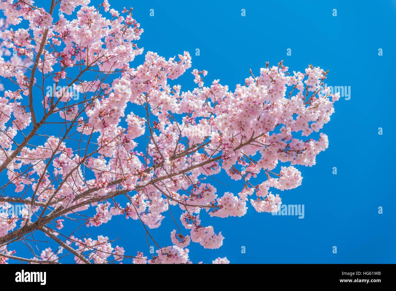 Pink Cherry blossoms in full bloom against blue sky,Japan Stock Photo ...
